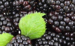 Brombeer Sahne Rotbuschtee