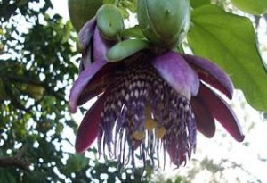 Maracuja Olivenblatt Tee