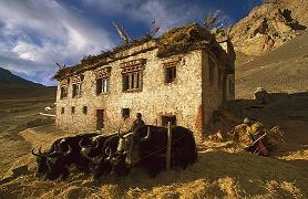 Indien Kashmir Kangra Grüntee