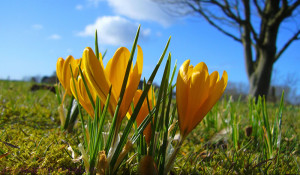 Der Frühling kommt bald