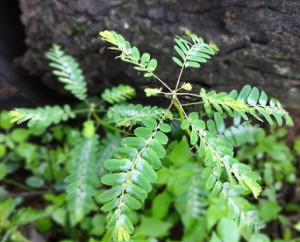 Chanca Piedra Tee